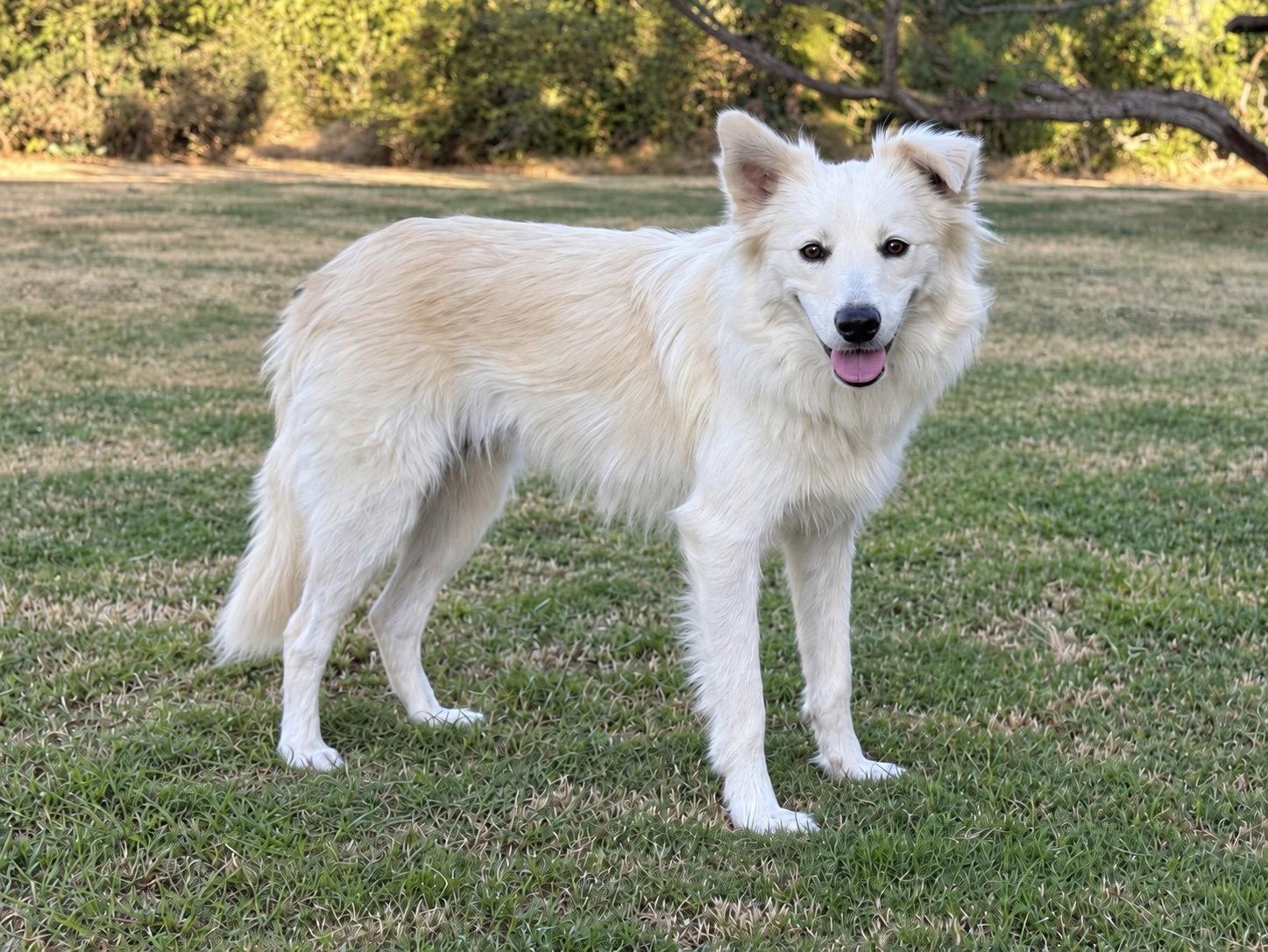 Enlarge Skye, a Adoptable mixed breed in Helotes, TX image 2/3