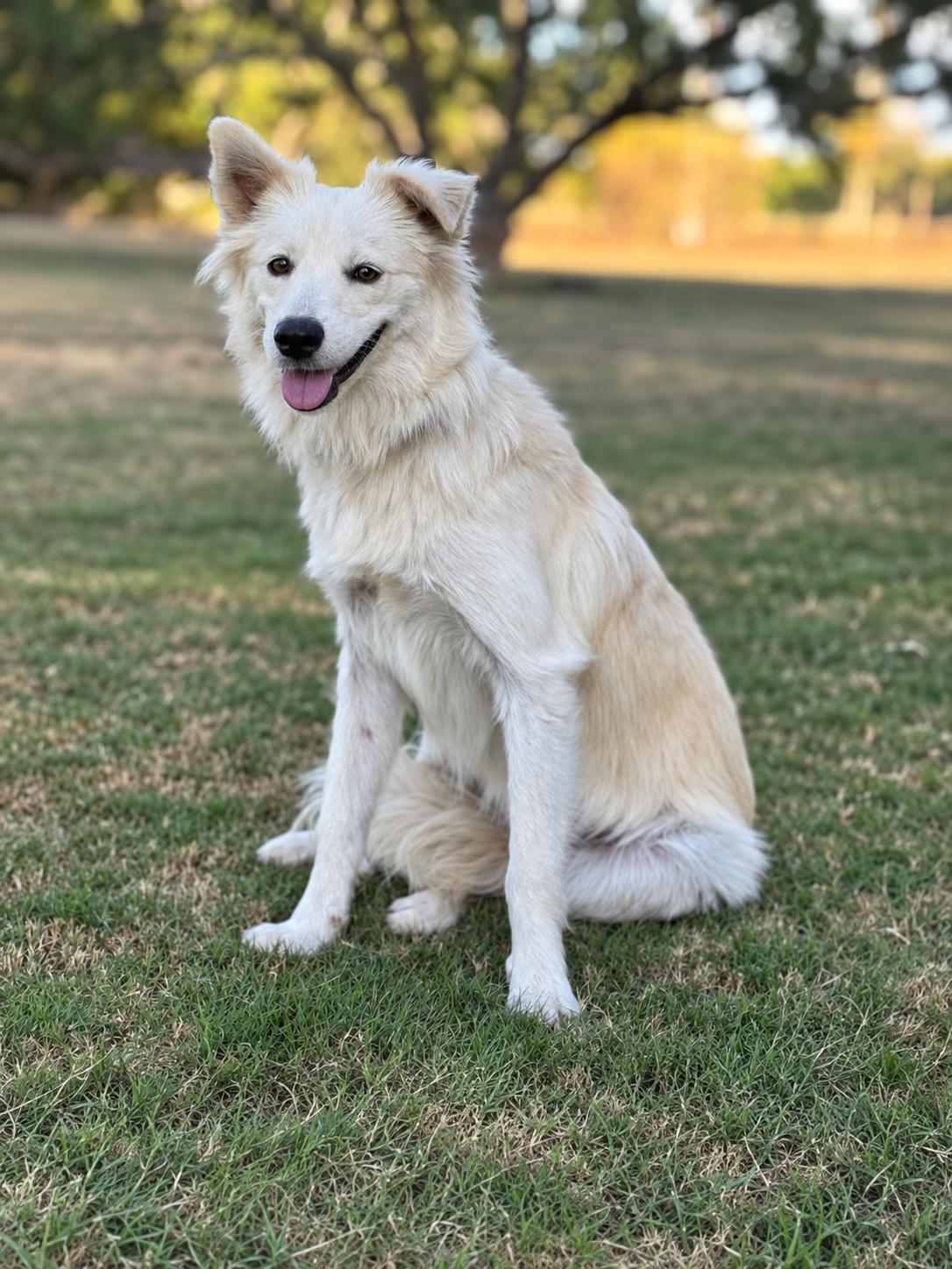 Enlarge Skye, a Adoptable mixed breed in Helotes, TX image 3/3