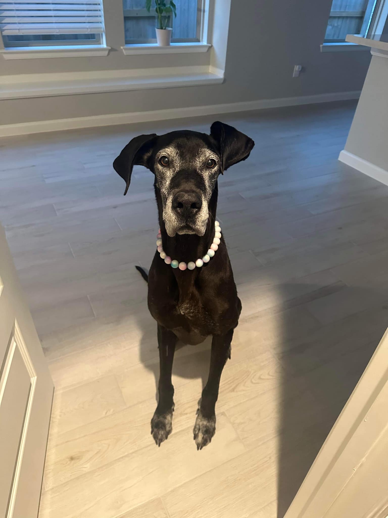 Dog for adoption Dana, a Great Dane Mix in Springfield, IL Petfinder