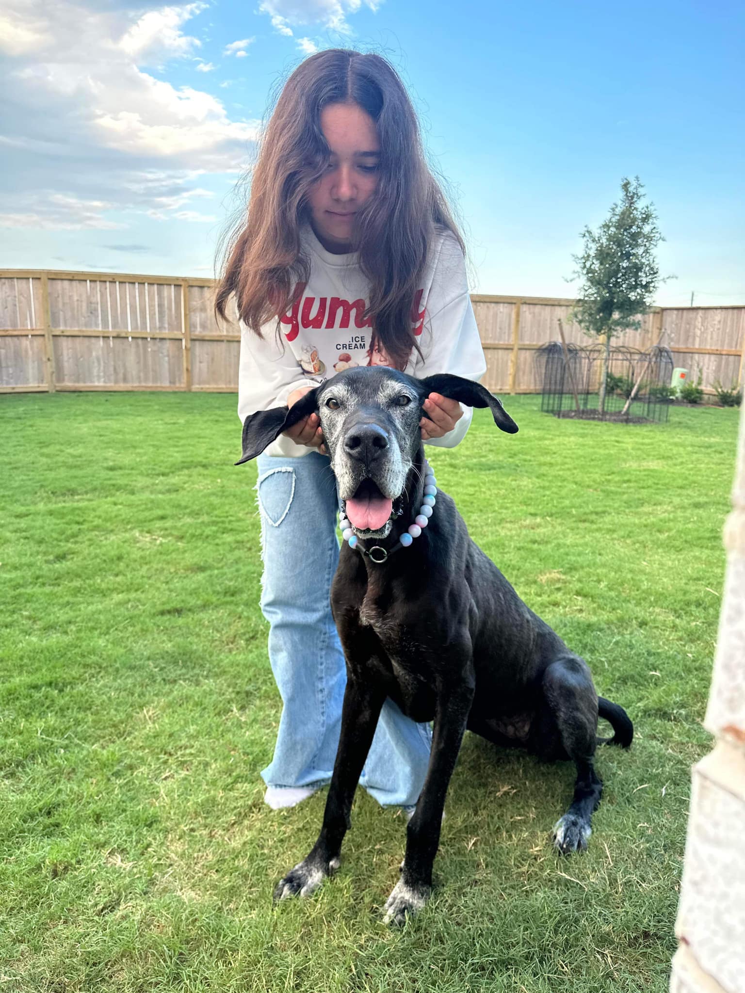 Dog for adoption Dana, a Great Dane Mix in Springfield, IL Petfinder