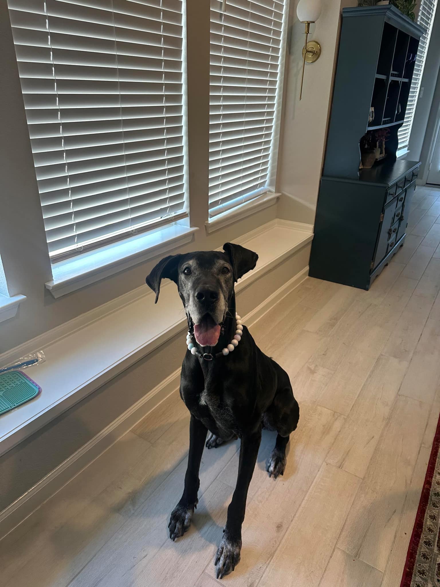 Dog for adoption Dana, a Great Dane Mix in Springfield, IL Petfinder