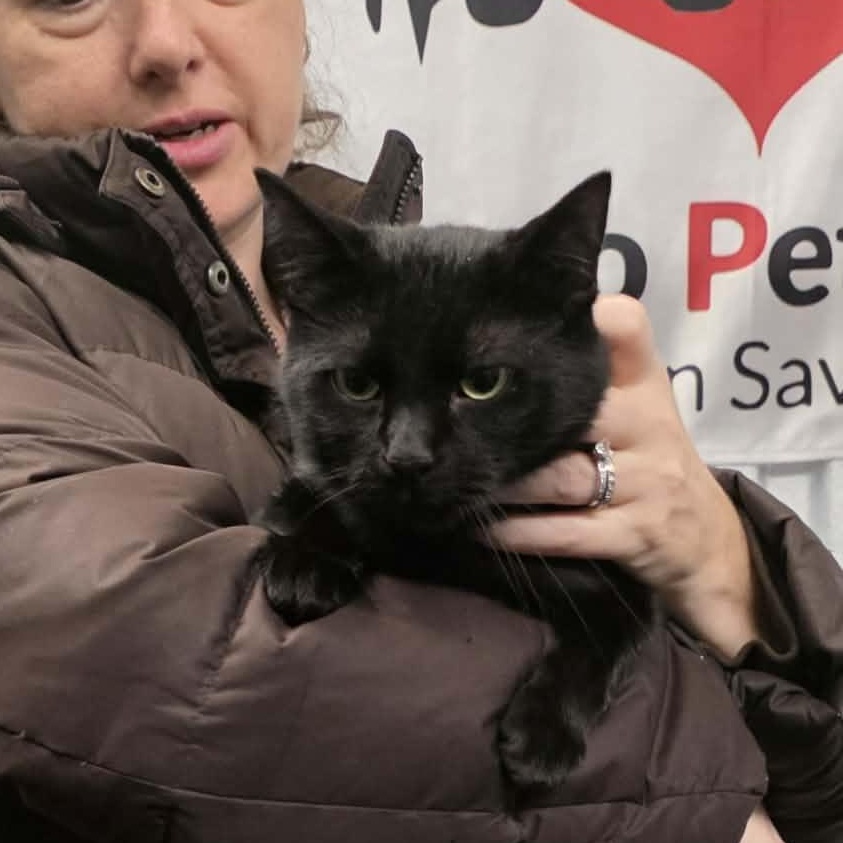 Vivi, a ADOPTABLE American Shorthair in Chicago, IL image 5/6