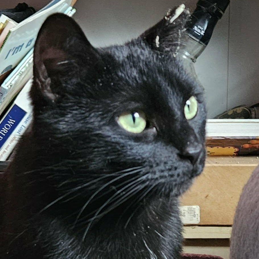 Vivi, a ADOPTABLE American Shorthair in Chicago, IL image 1/6