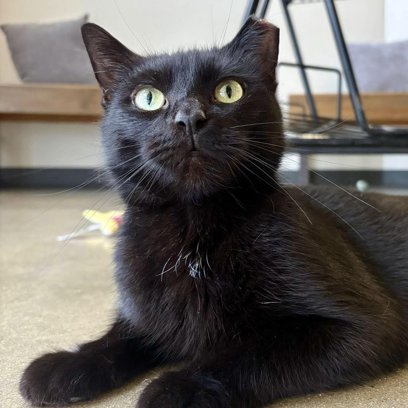 Vivi, an adoptable mixed breed in Chicago, IL image 2/6