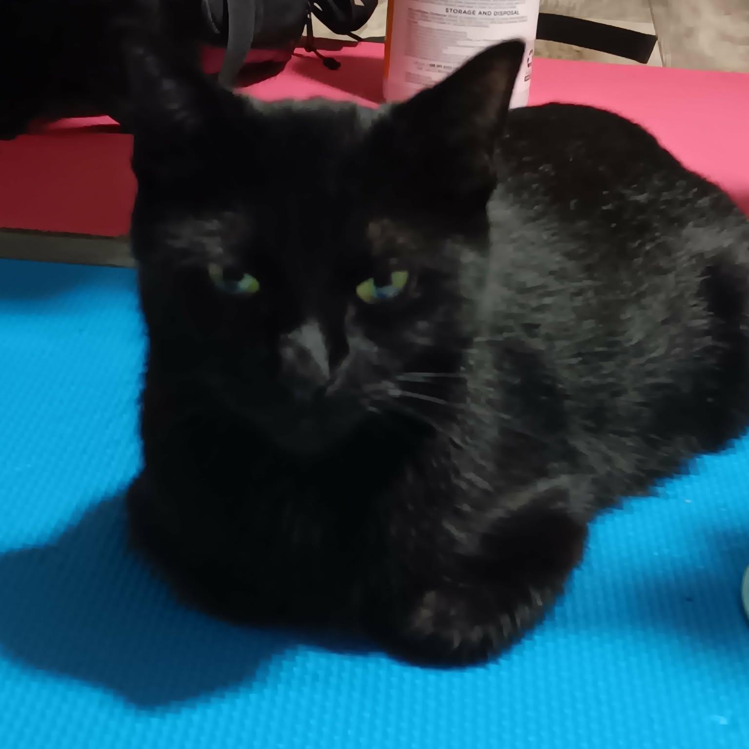 Vivi, a ADOPTABLE American Shorthair in Chicago, IL image 2/6