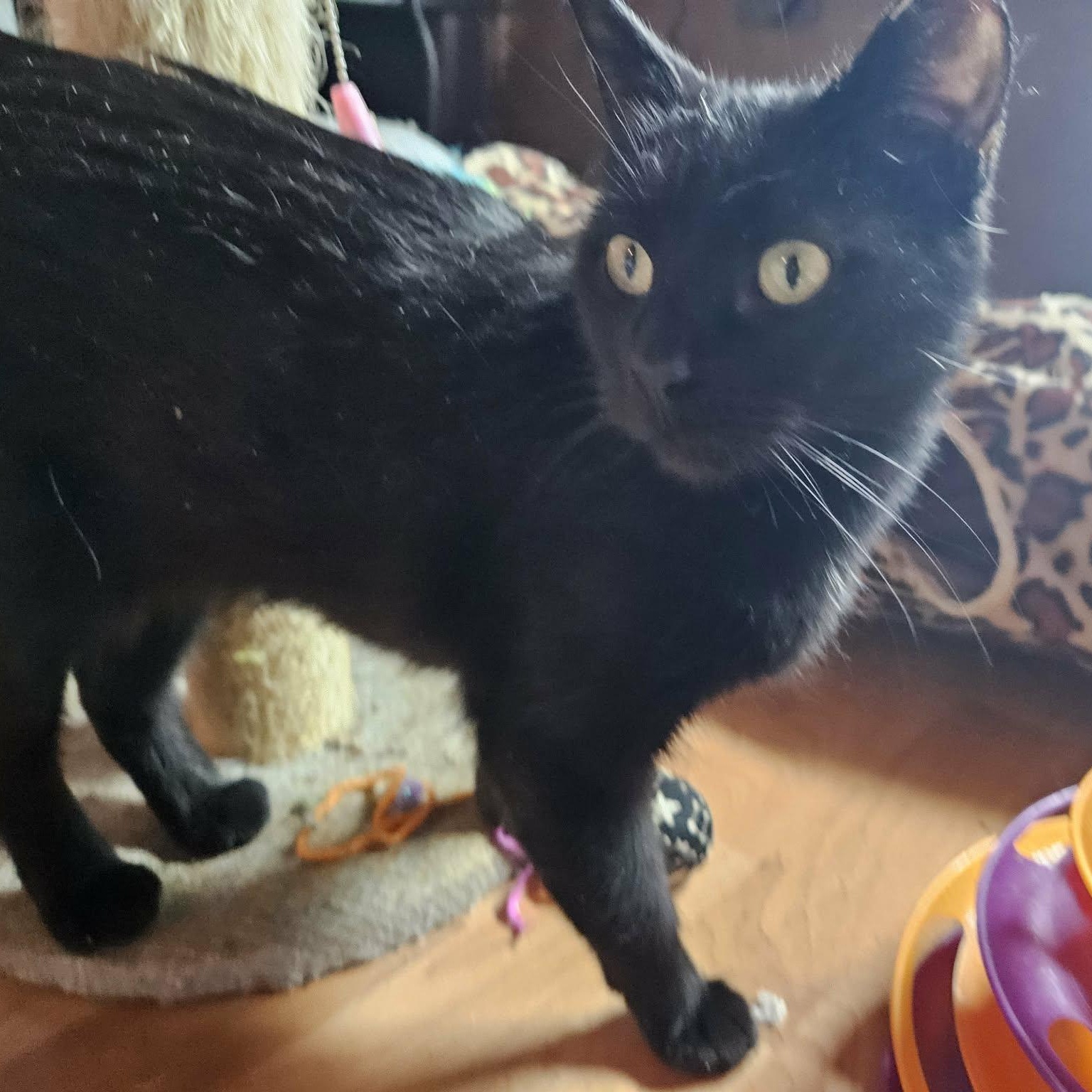 Vivi, a ADOPTABLE American Shorthair in Chicago, IL image 4/6