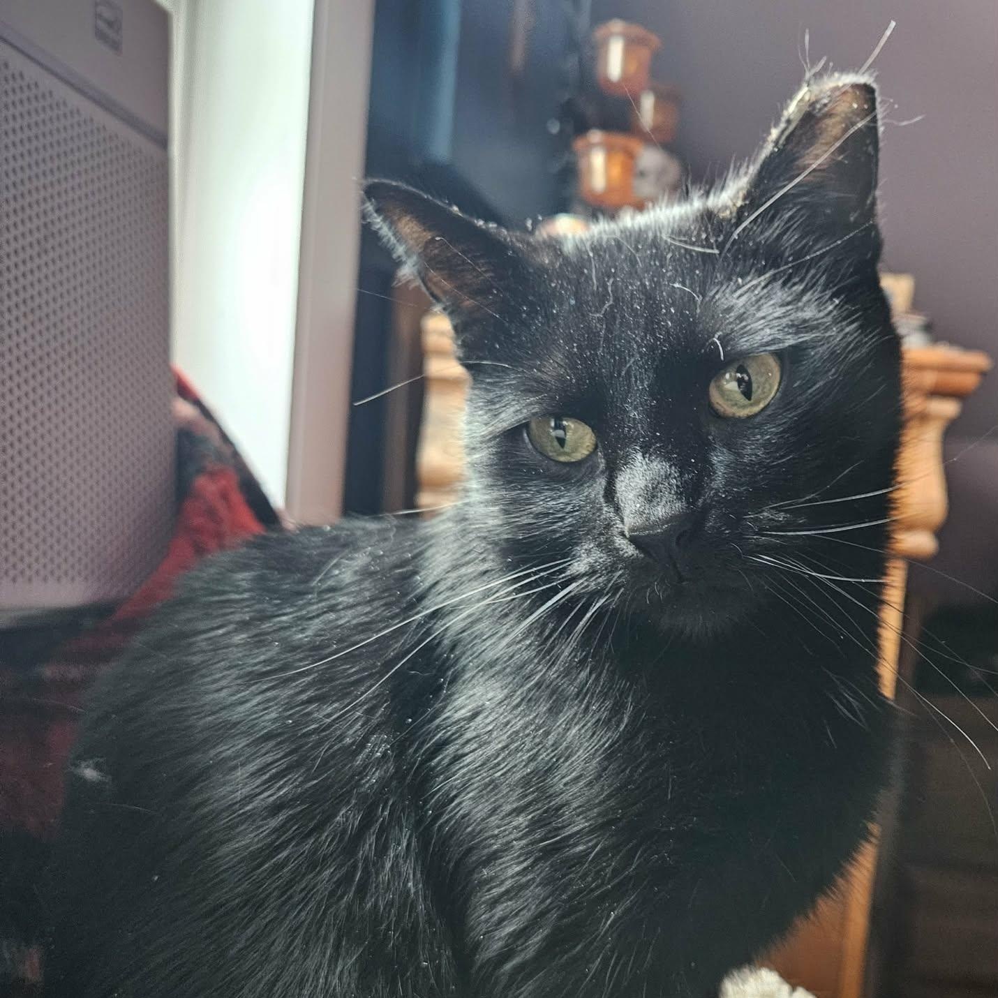 Vivi, a ADOPTABLE American Shorthair in Chicago, IL image 6/6