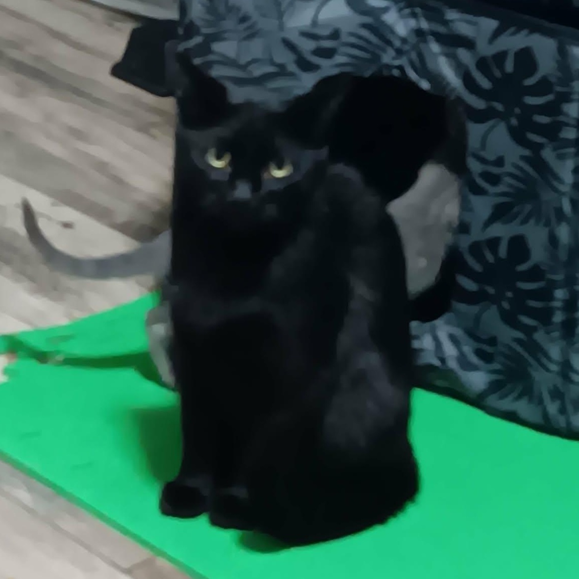 Vivi, a ADOPTABLE American Shorthair in Chicago, IL image 3/6