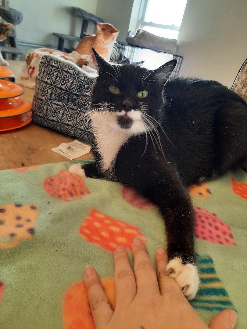 Kitty Soft Paws 3