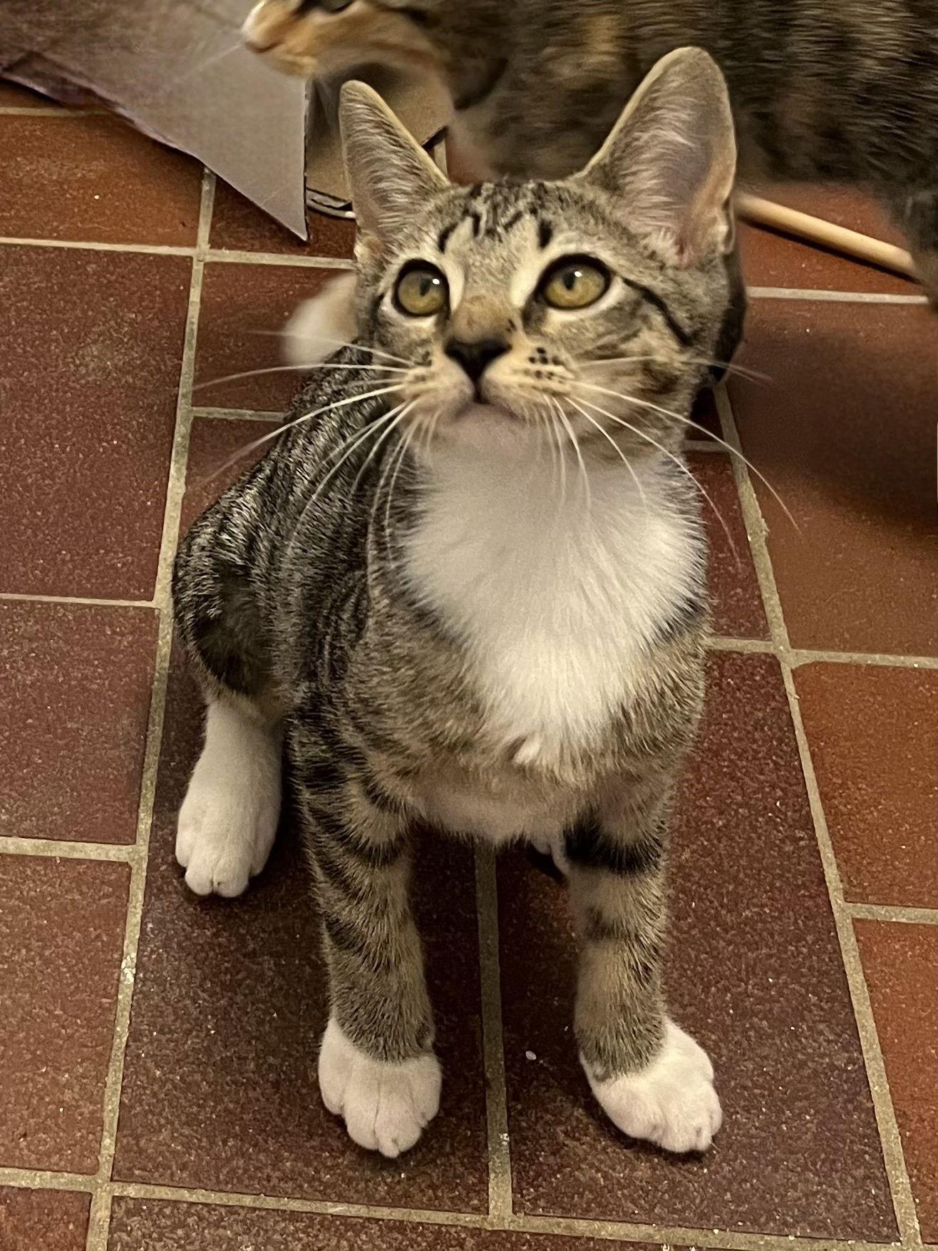 KITTEN DOTTIE, a Adoptable Tabby in Franklin, TN image 1/3