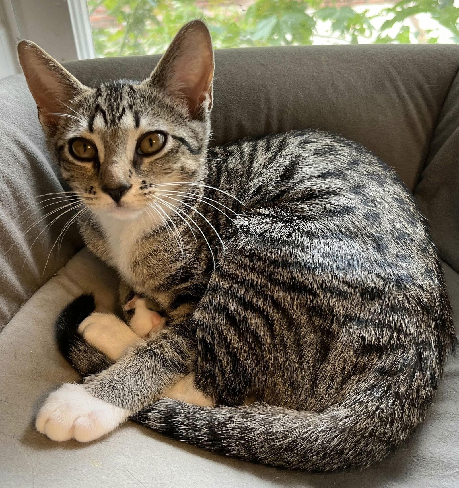 KITTEN DOTTIE, a Adoptable Tabby in Franklin, TN image 2/3