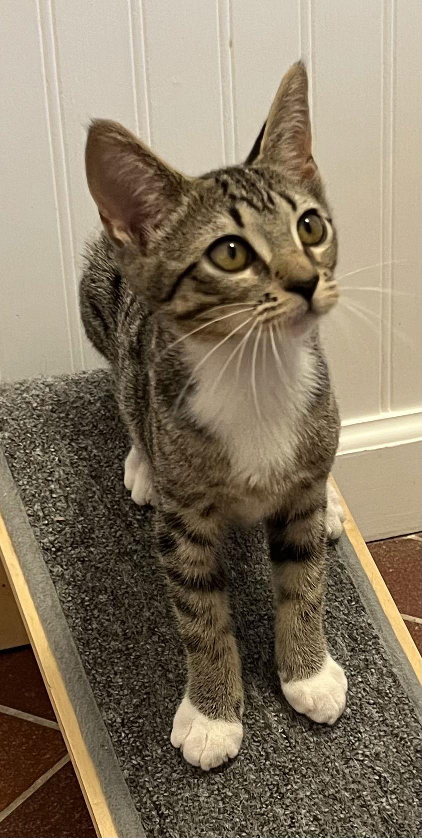 KITTEN DOTTIE, a Adoptable Tabby in Franklin, TN image 3/3