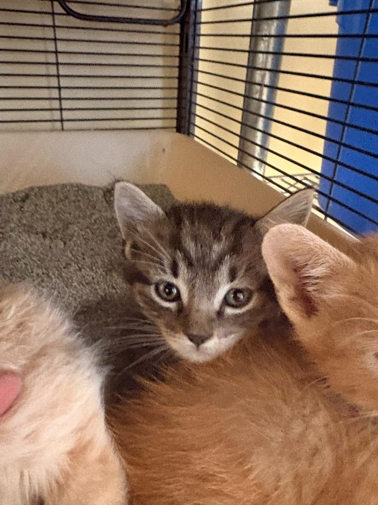 Pumbaa, Adoptable, Kitten Male Domestic Short Hair.