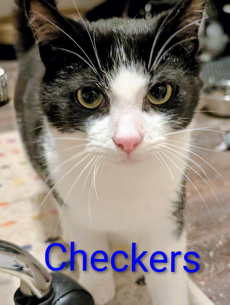 Enlarge Checkers, a Adoptable mixed breed in Springdale, PA image 2/6