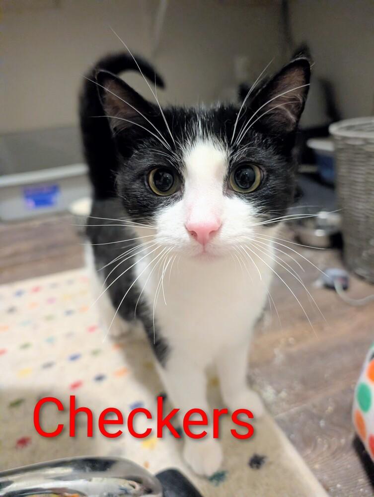 Enlarge Checkers, a Adoptable mixed breed in Springdale, PA image 4/6
