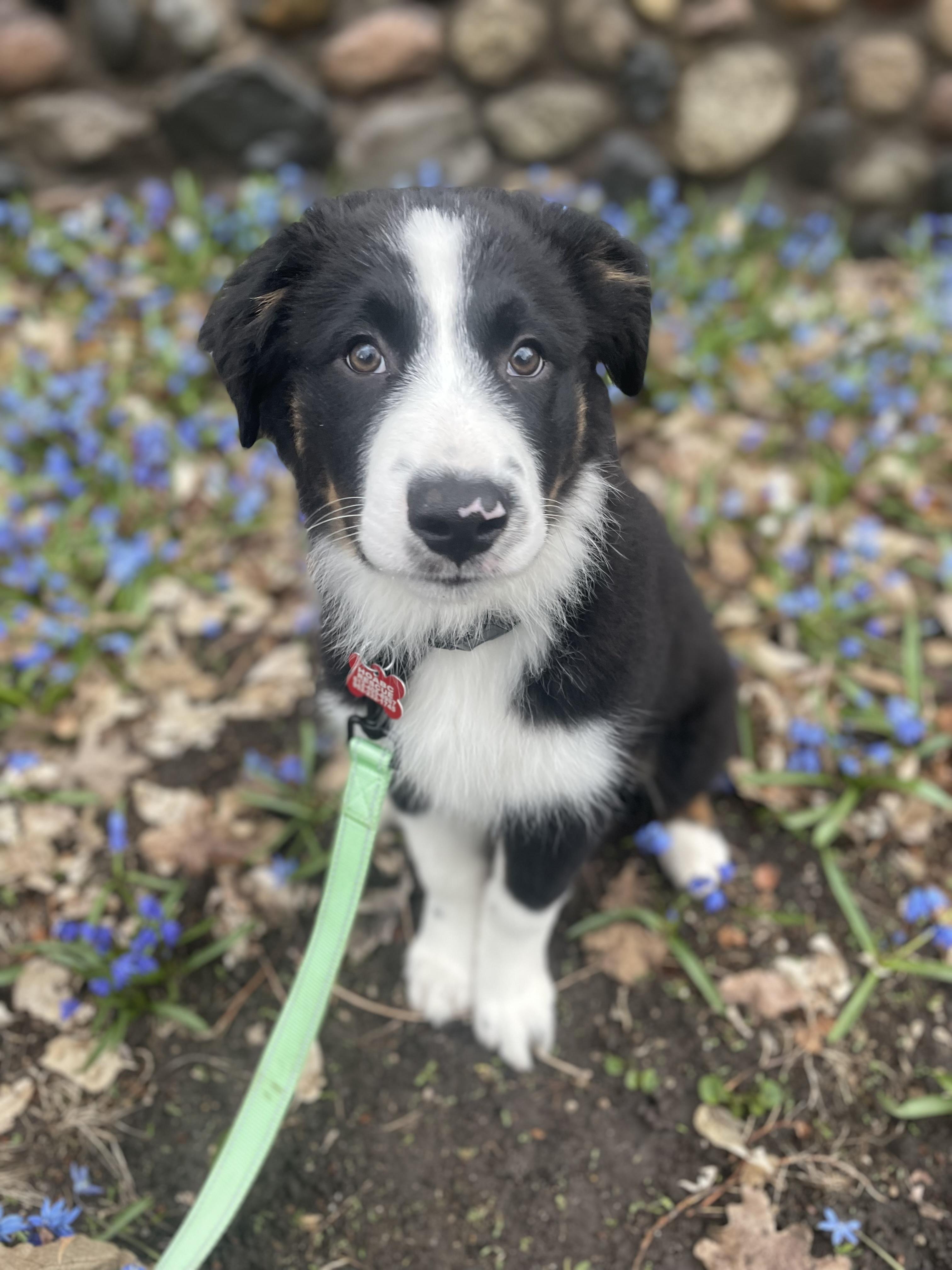 Scruffy, Adoptable, Puppy Male Australian Shepherd & Border Collie.