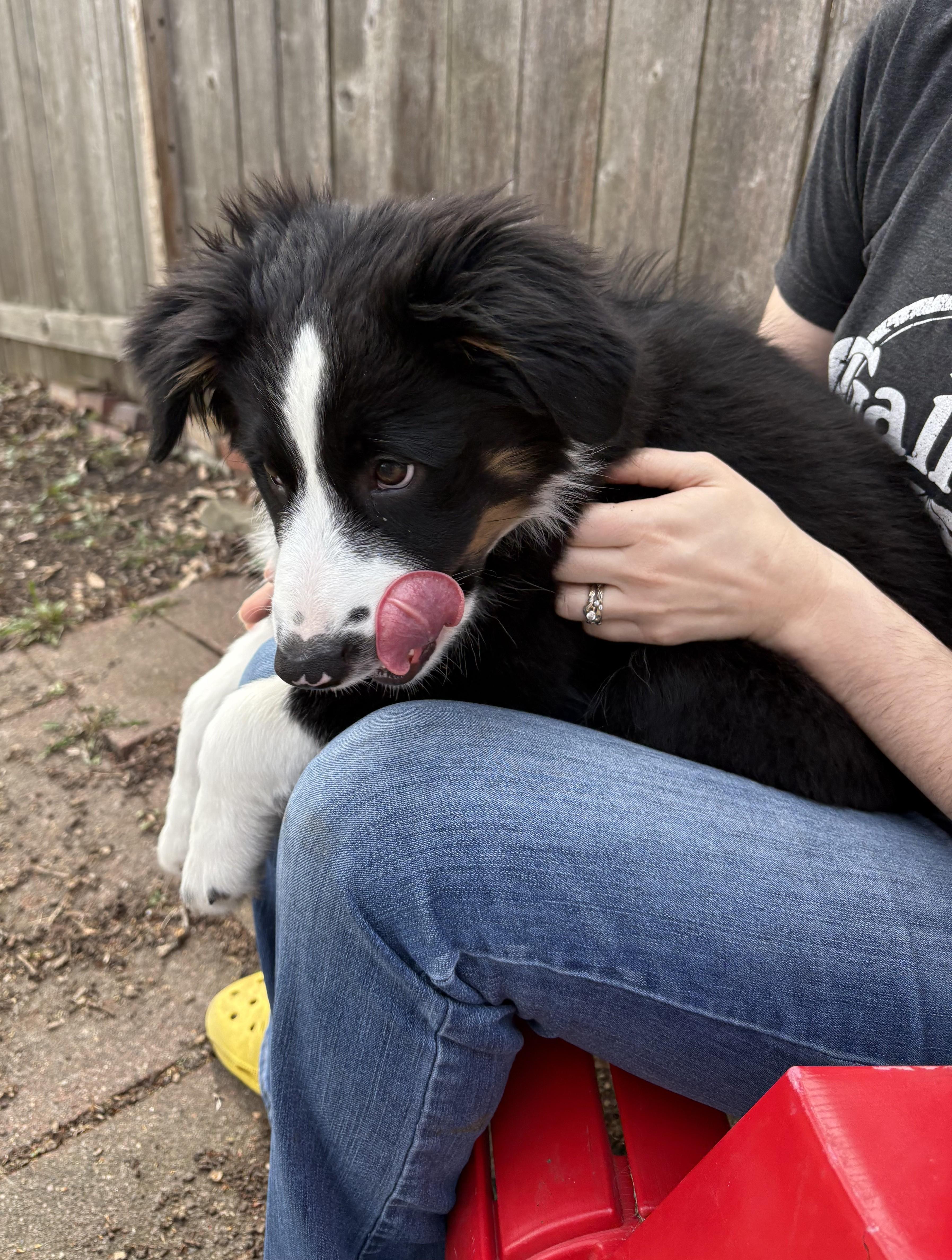 Enlarge Scruffy, a Adoptable mixed breed in Minneapolis, MN image 6/6