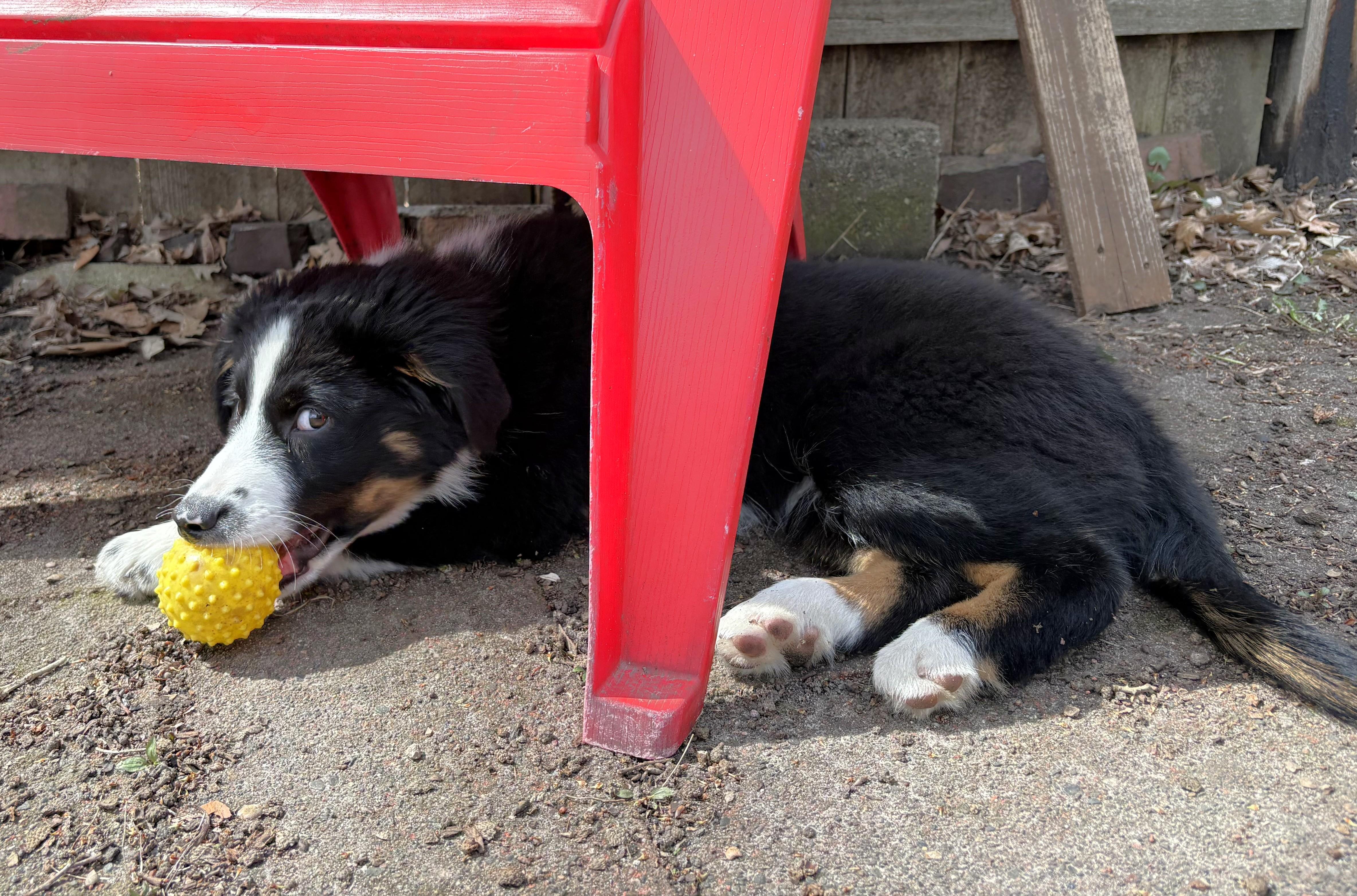 Enlarge Scruffy, a Adoptable mixed breed in Minneapolis, MN image 2/6