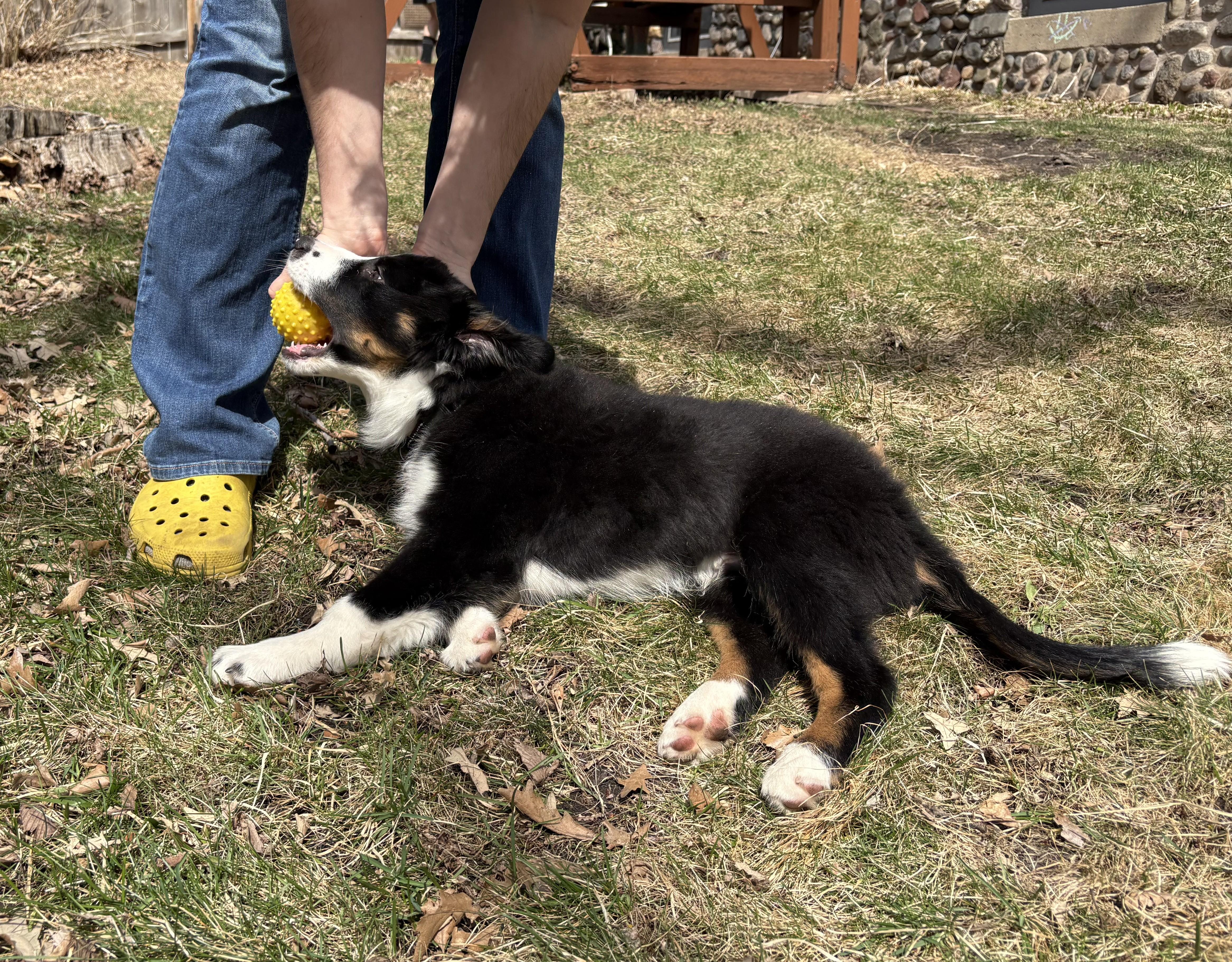 Enlarge Scruffy, a Adoptable mixed breed in Minneapolis, MN image 4/6
