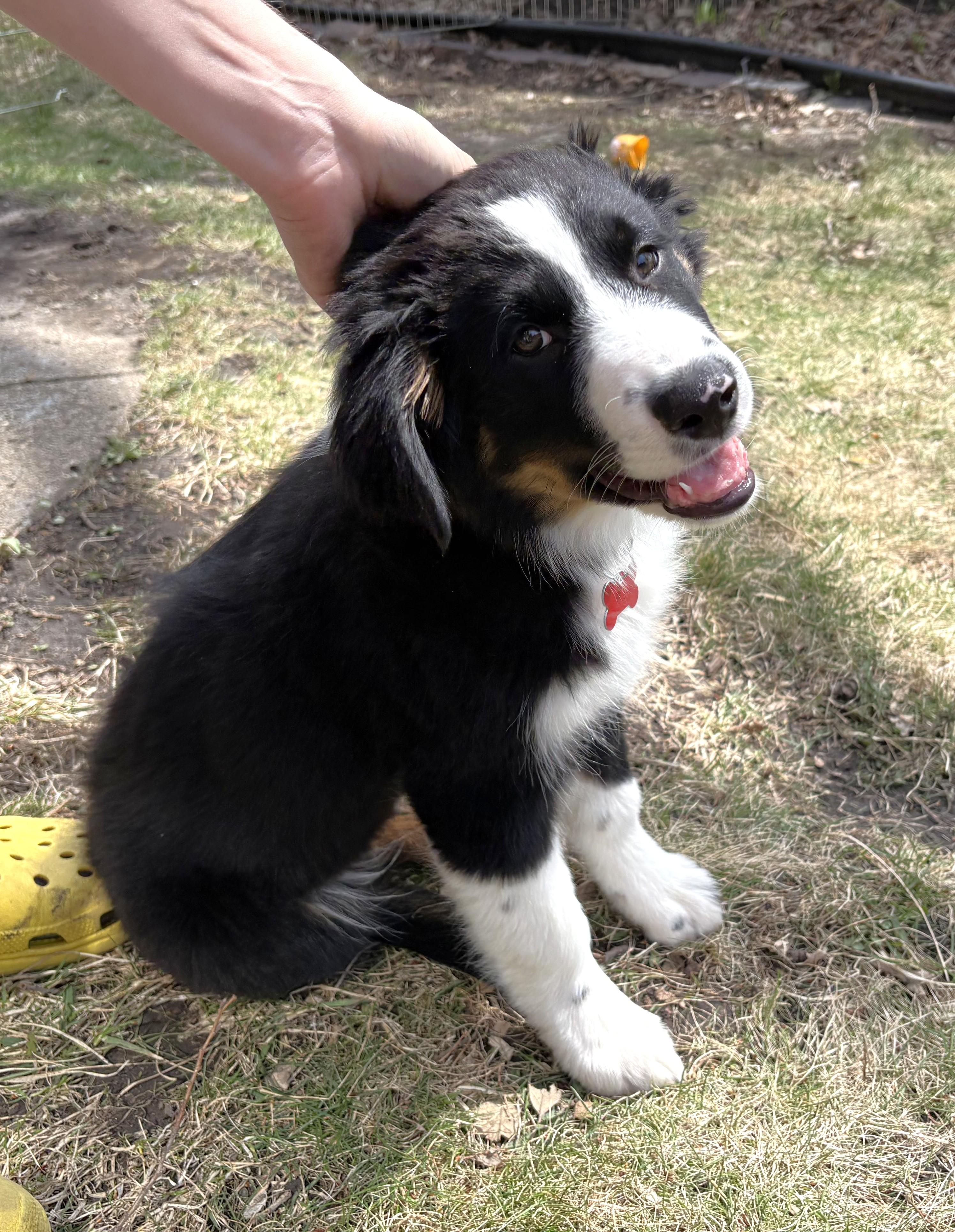 Enlarge Scruffy, a Adoptable mixed breed in Minneapolis, MN image 3/6