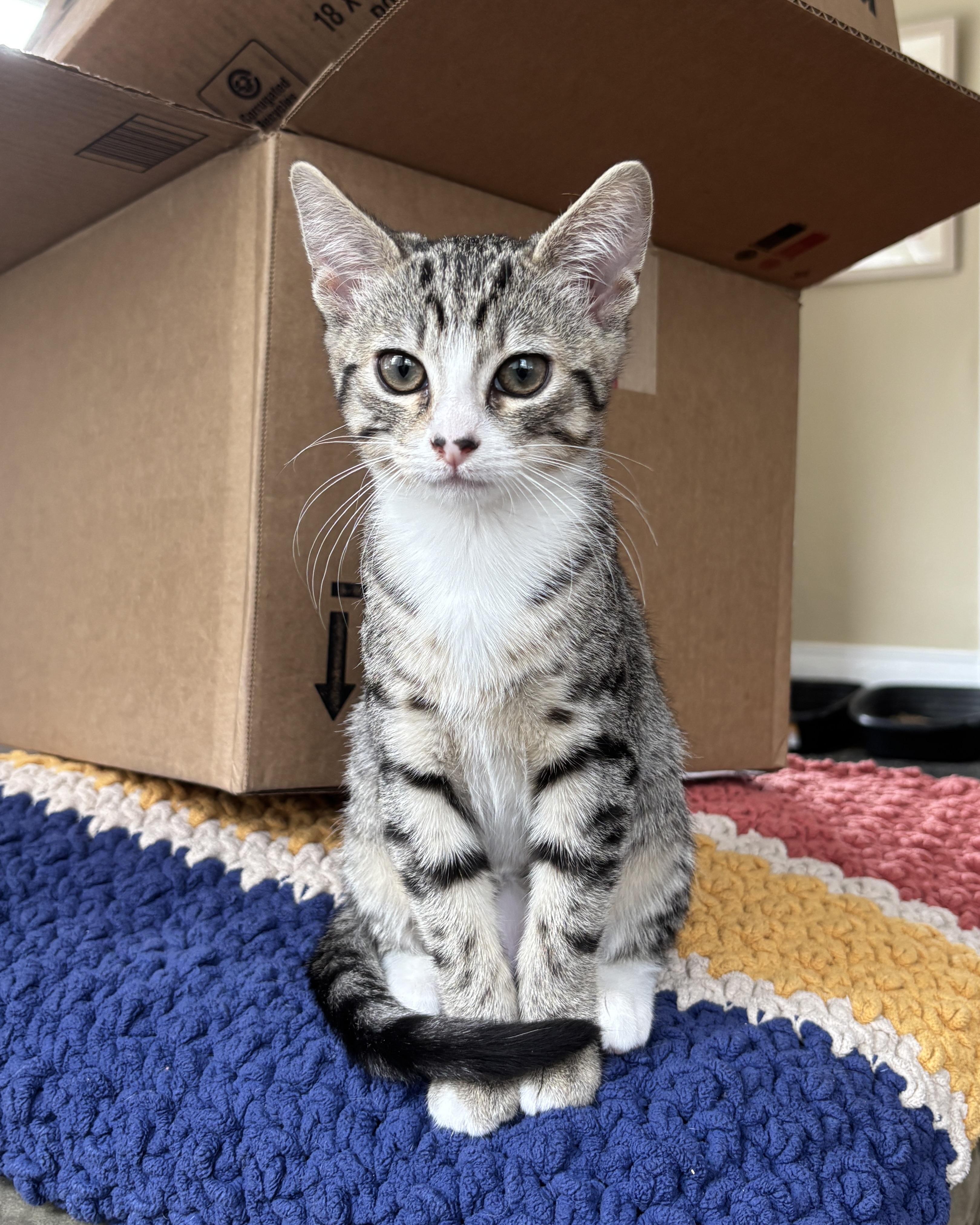 Button, a Adopted Domestic Short Hair in San Francisco, CA image 2/6