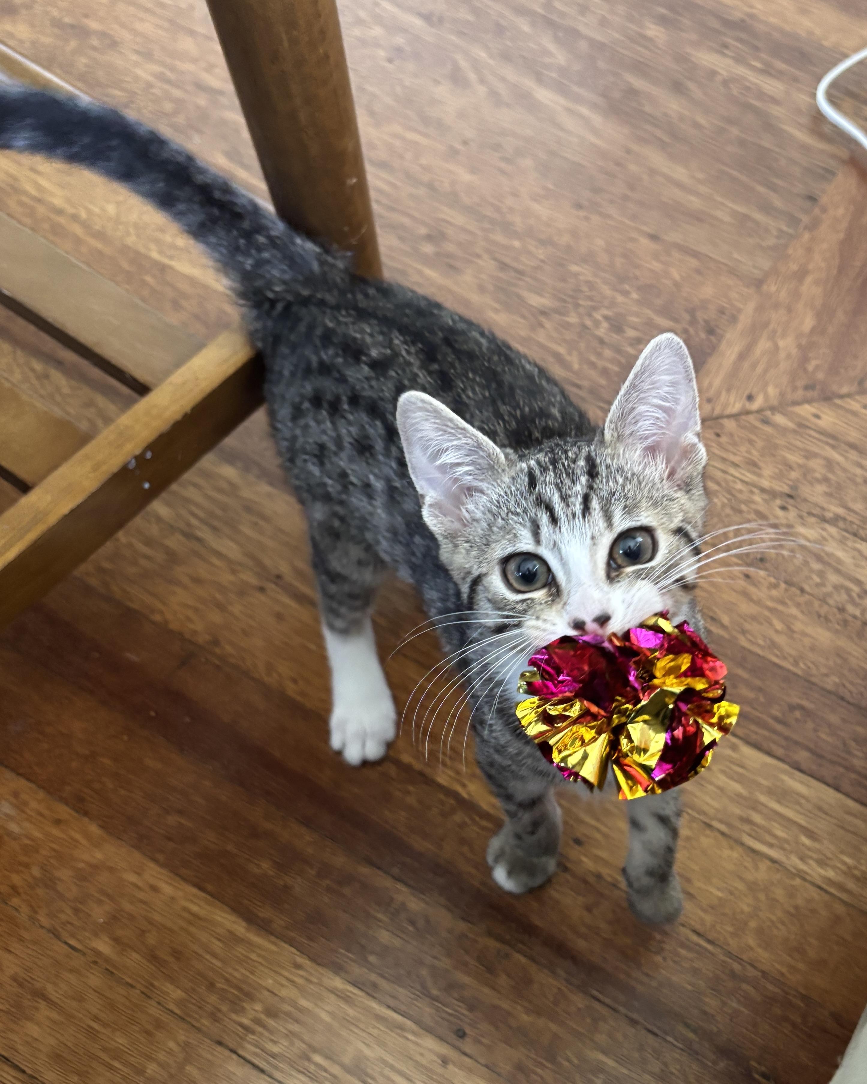 Button, a Adopted Domestic Short Hair in San Francisco, CA image 3/6