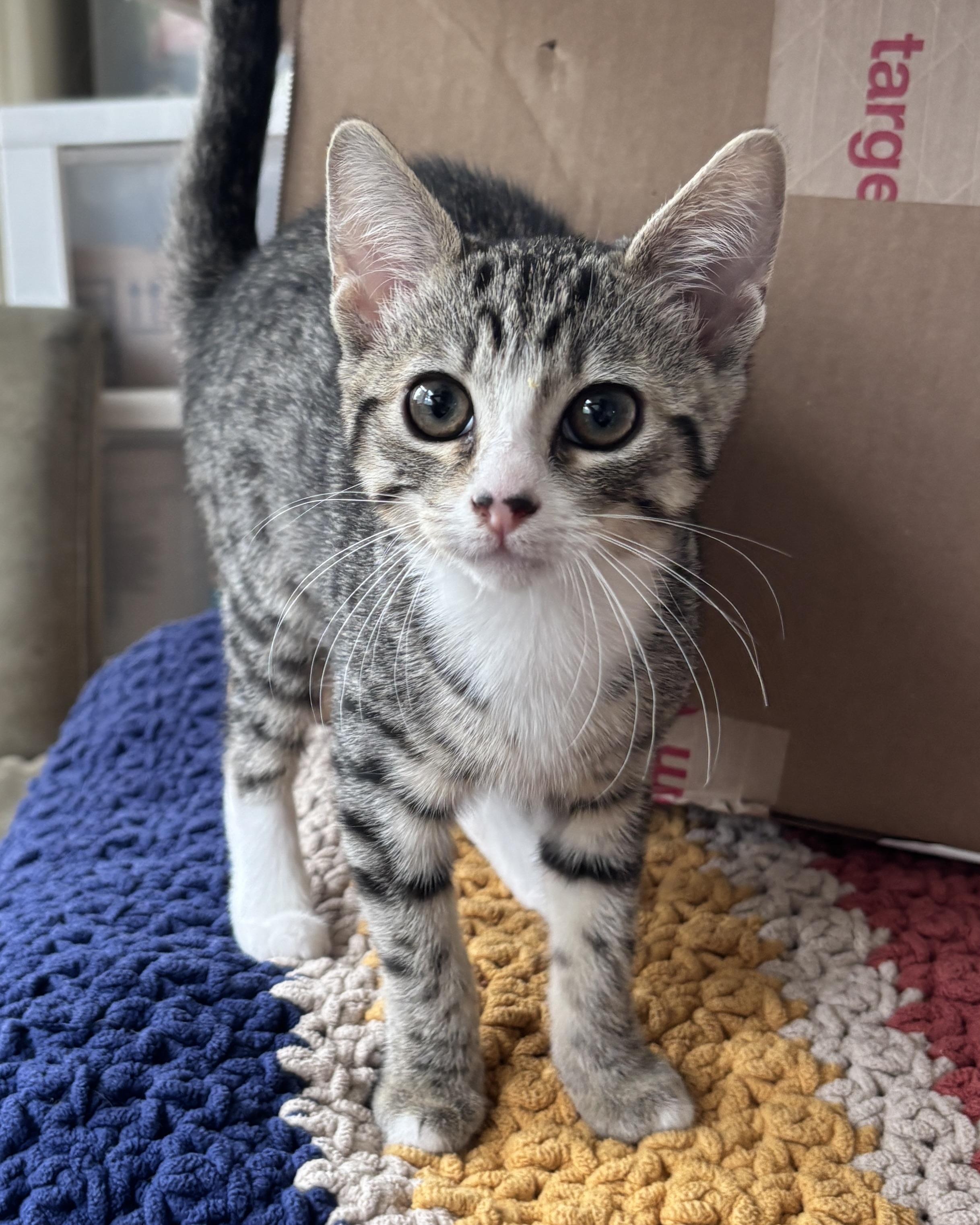 Button, a Adopted Domestic Short Hair in San Francisco, CA image 4/6