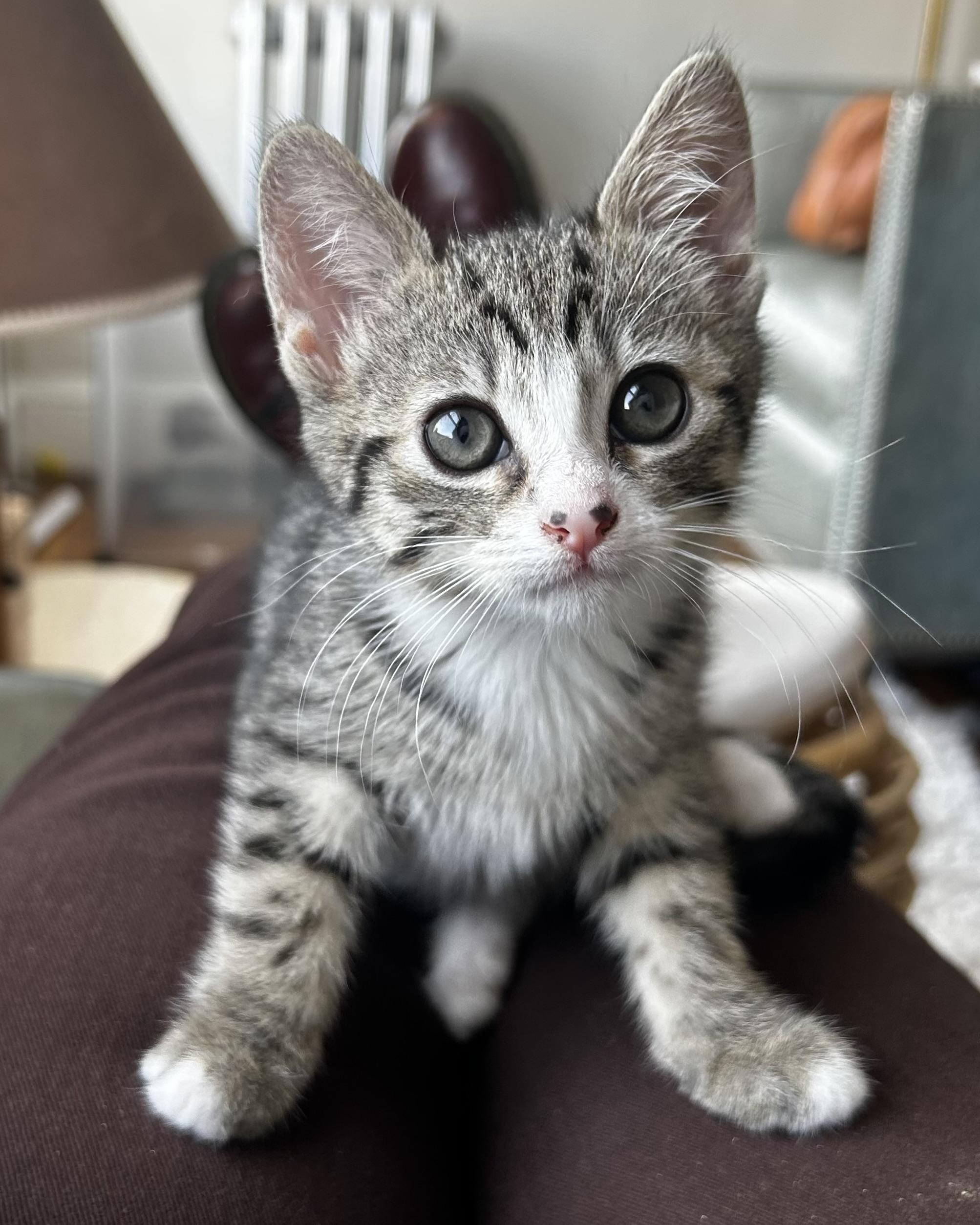 Button, a Adopted Domestic Short Hair in San Francisco, CA image 6/6