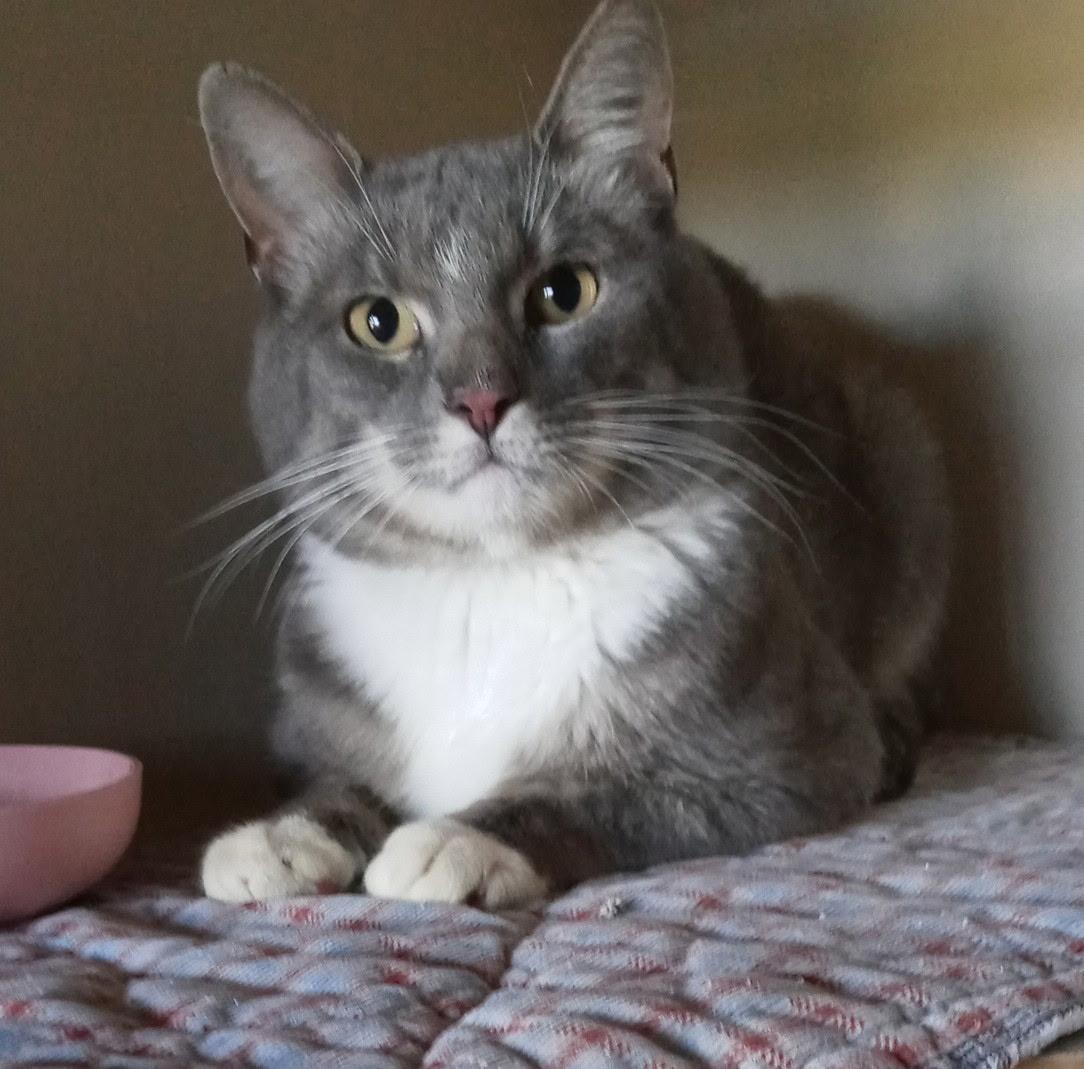 Enlarge Chilli, a ADOPTABLE Domestic Short Hair in Paonia, CO image 1/1