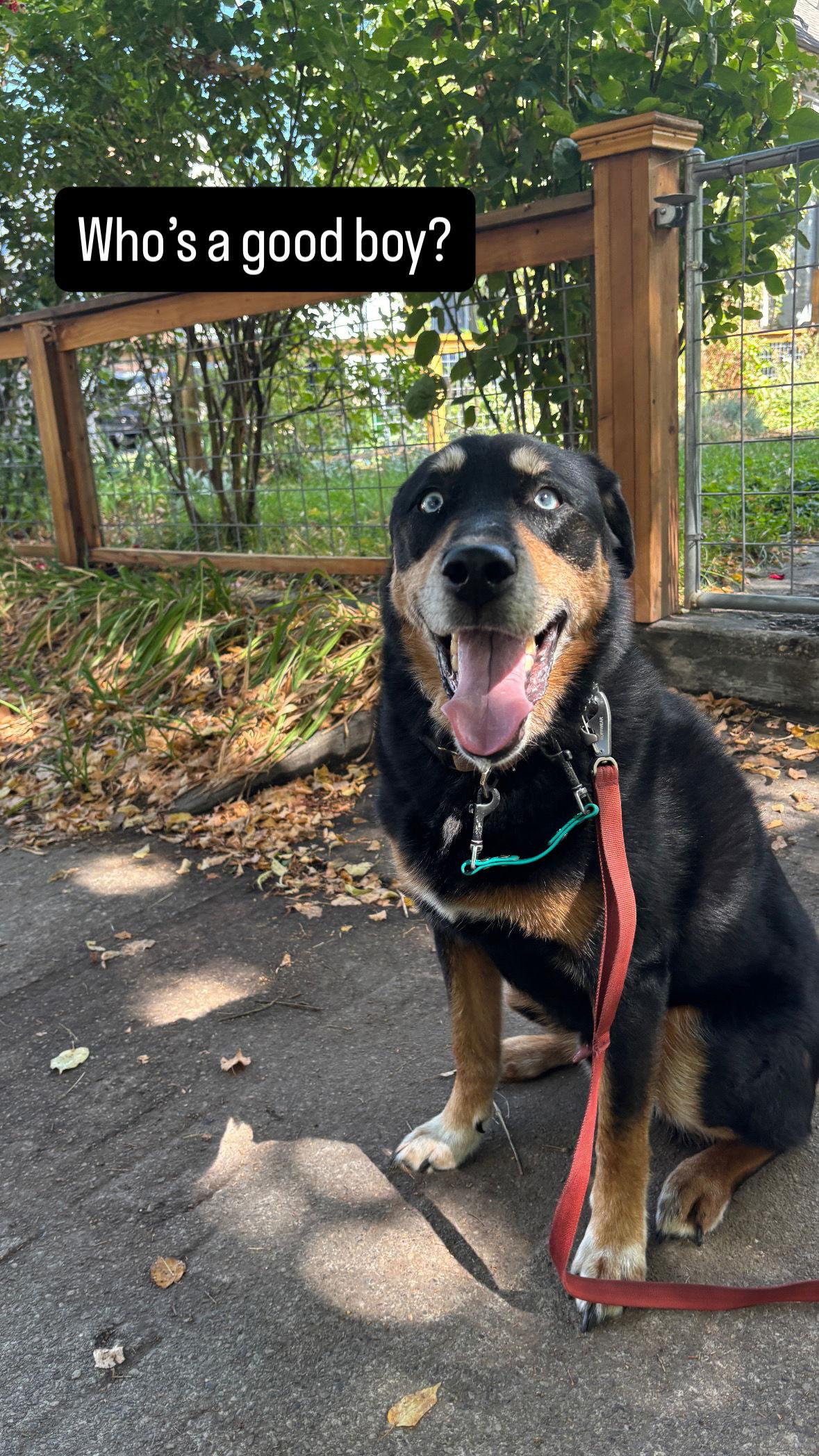 Ferrero, Adoptable, Adult Male Husky & Rottweiler.