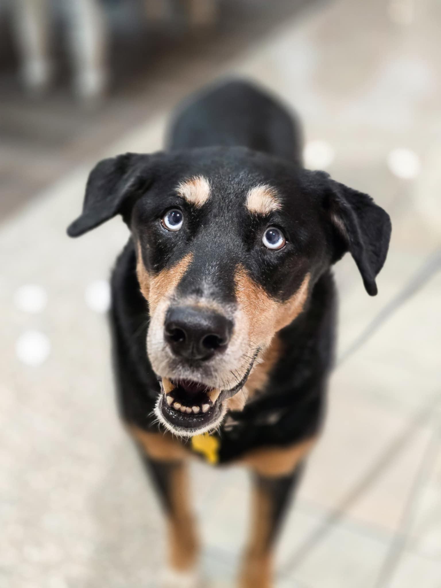 Ferrero, a Adoptable mixed breed in Salt Lake City, UT image 2/3
