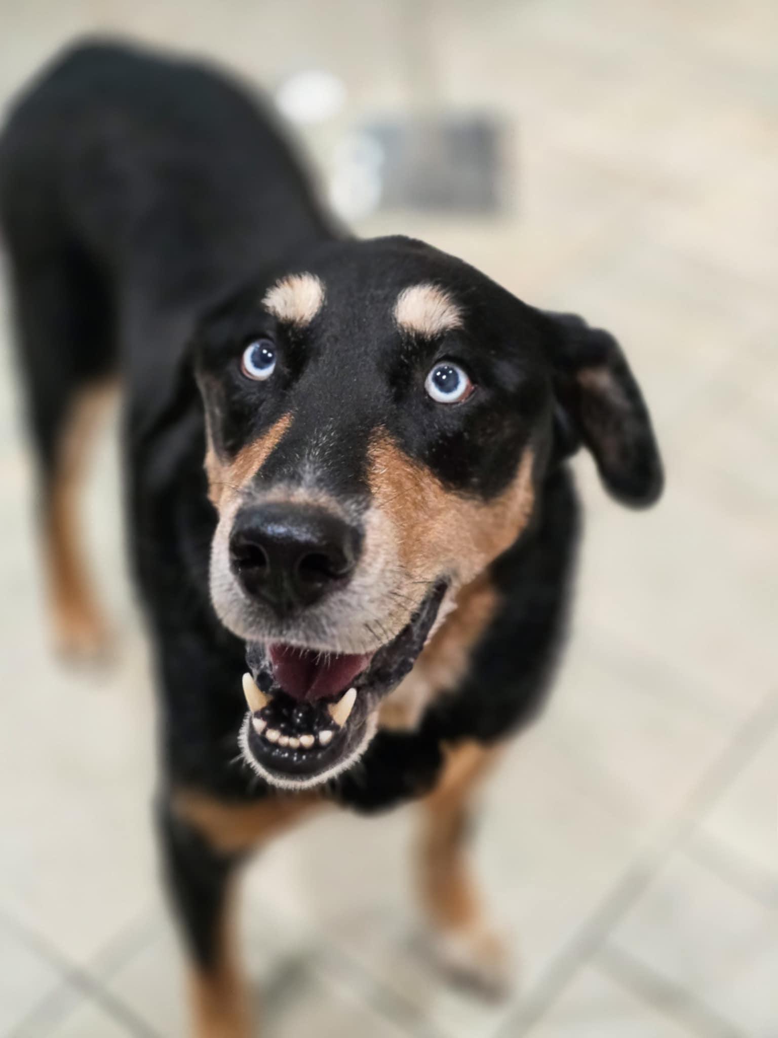 Ferrero, a Adoptable mixed breed in Salt Lake City, UT image 3/3