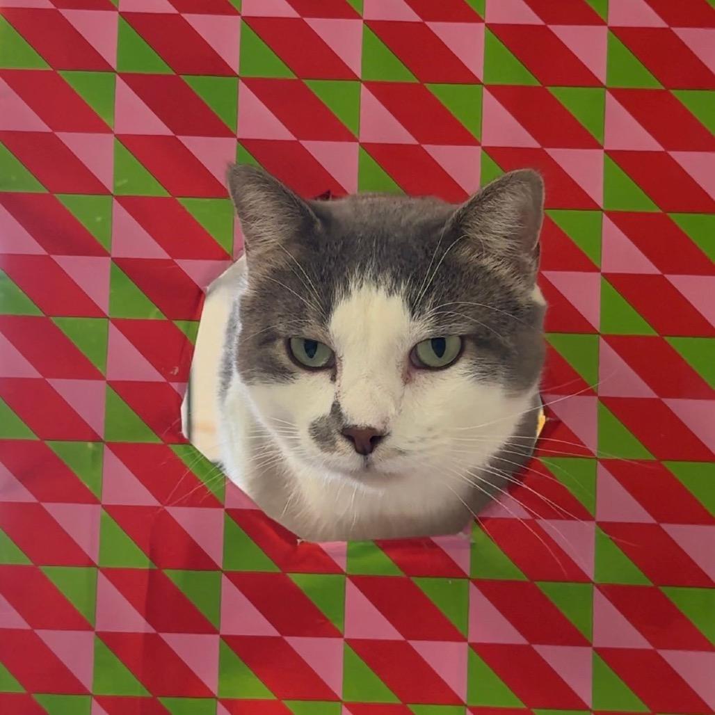 Coleman, Adoptable, Adult Male Domestic Short Hair.