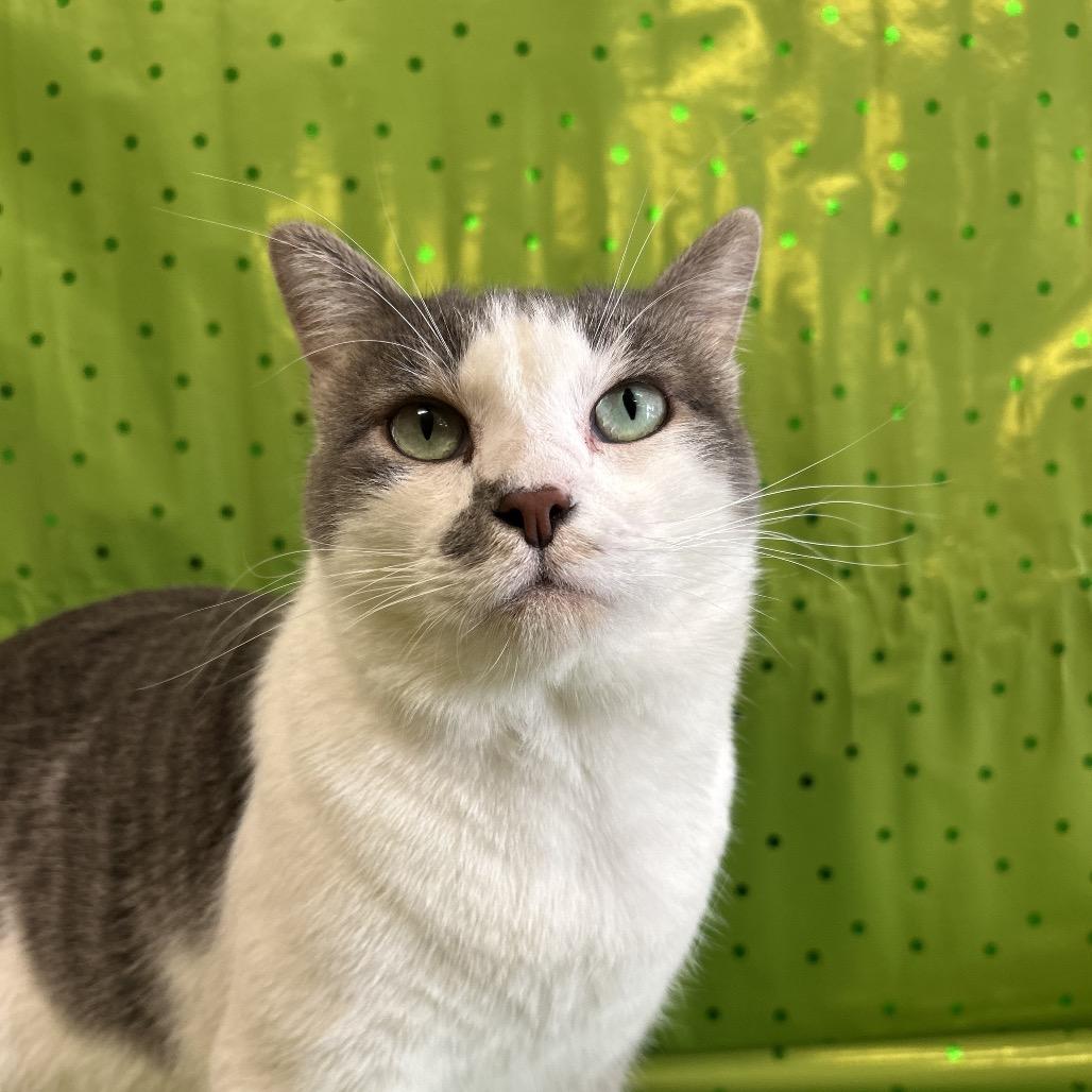 Enlarge Coleman, a Adoptable Domestic Short Hair in Midland, TX image 2/4