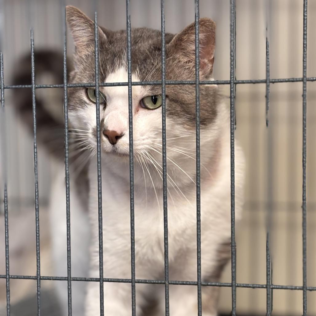 Enlarge Coleman, a Adoptable Domestic Short Hair in Midland, TX image 3/4