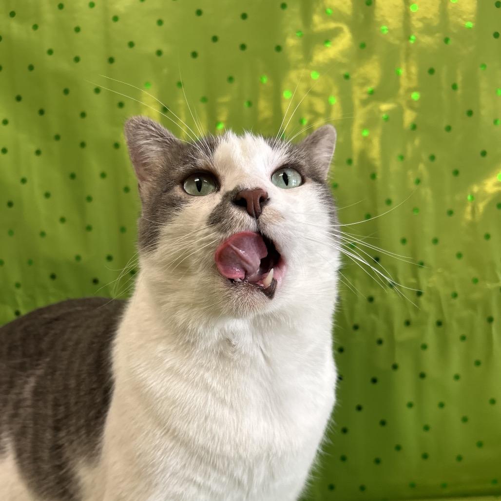 Enlarge Coleman, a Adoptable Domestic Short Hair in Midland, TX image 4/4