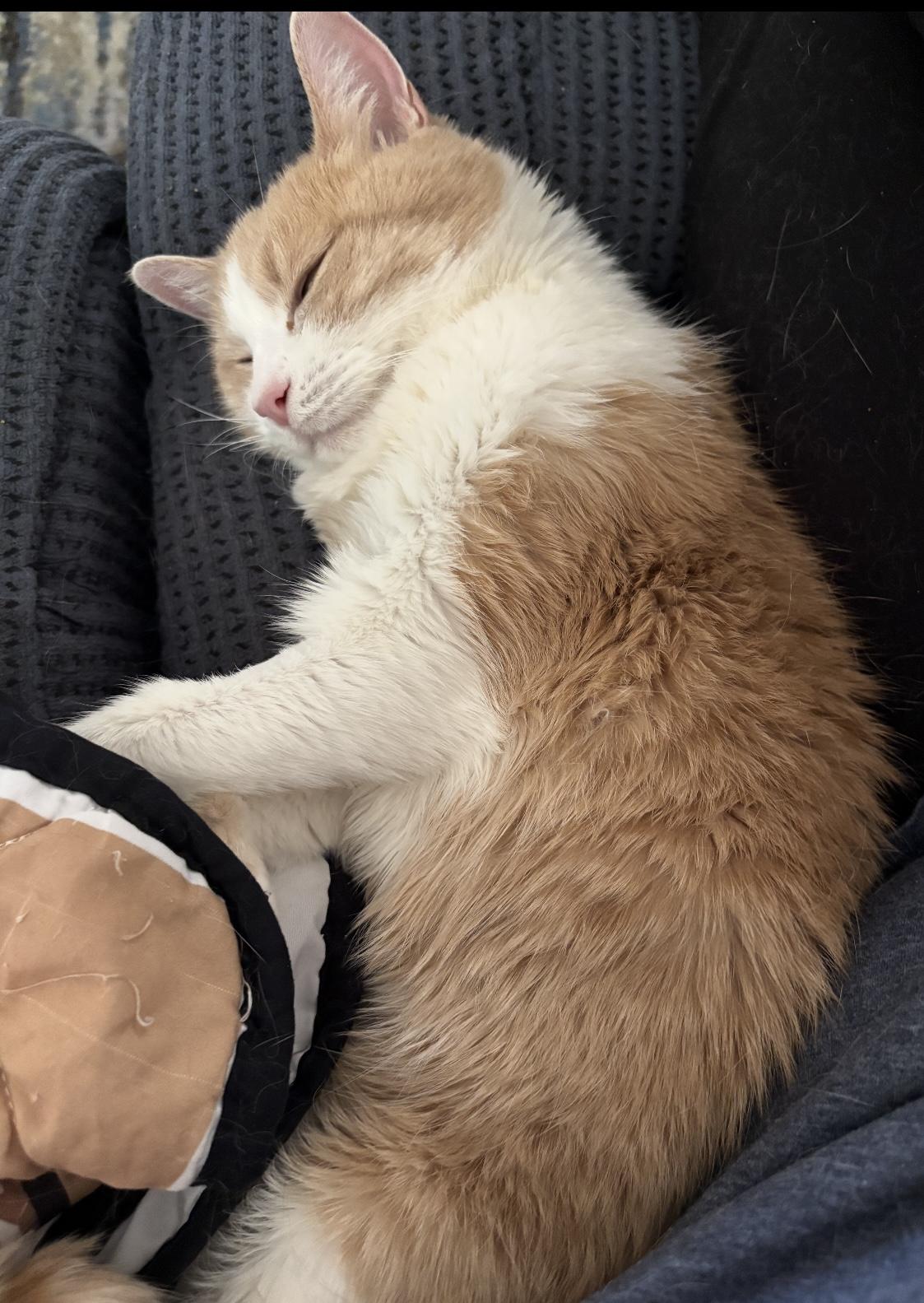 Enlarge Ginger, a Adoptable mixed breed in Las Vegas, NV image 1/6