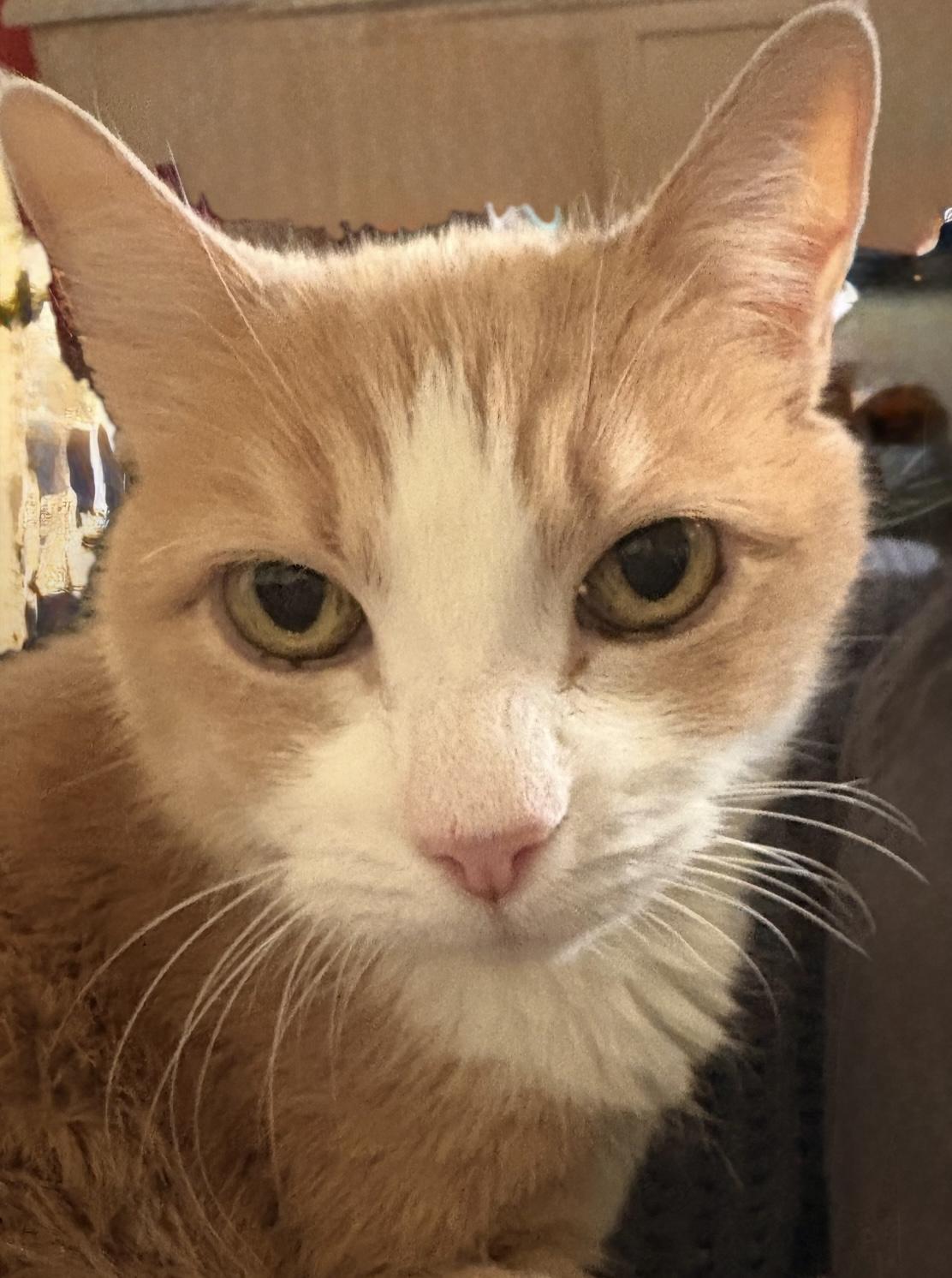 Enlarge Ginger, a Adoptable mixed breed in Las Vegas, NV image 2/6