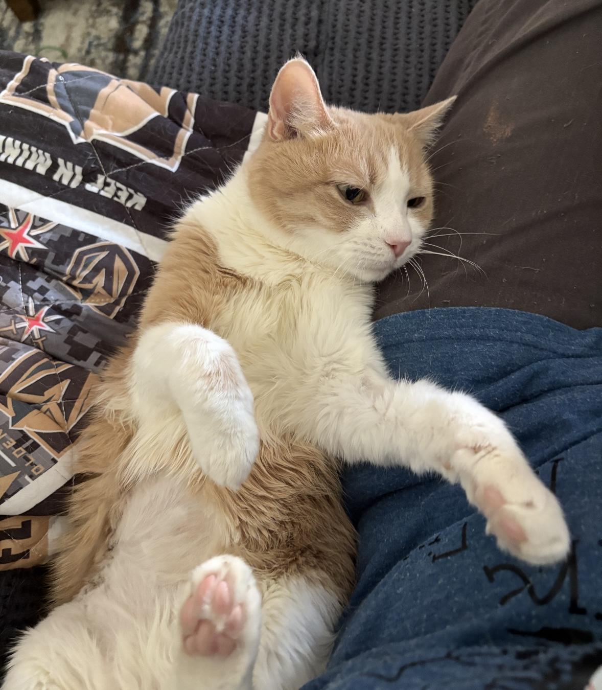 Enlarge Ginger, a Adoptable mixed breed in Las Vegas, NV image 3/6