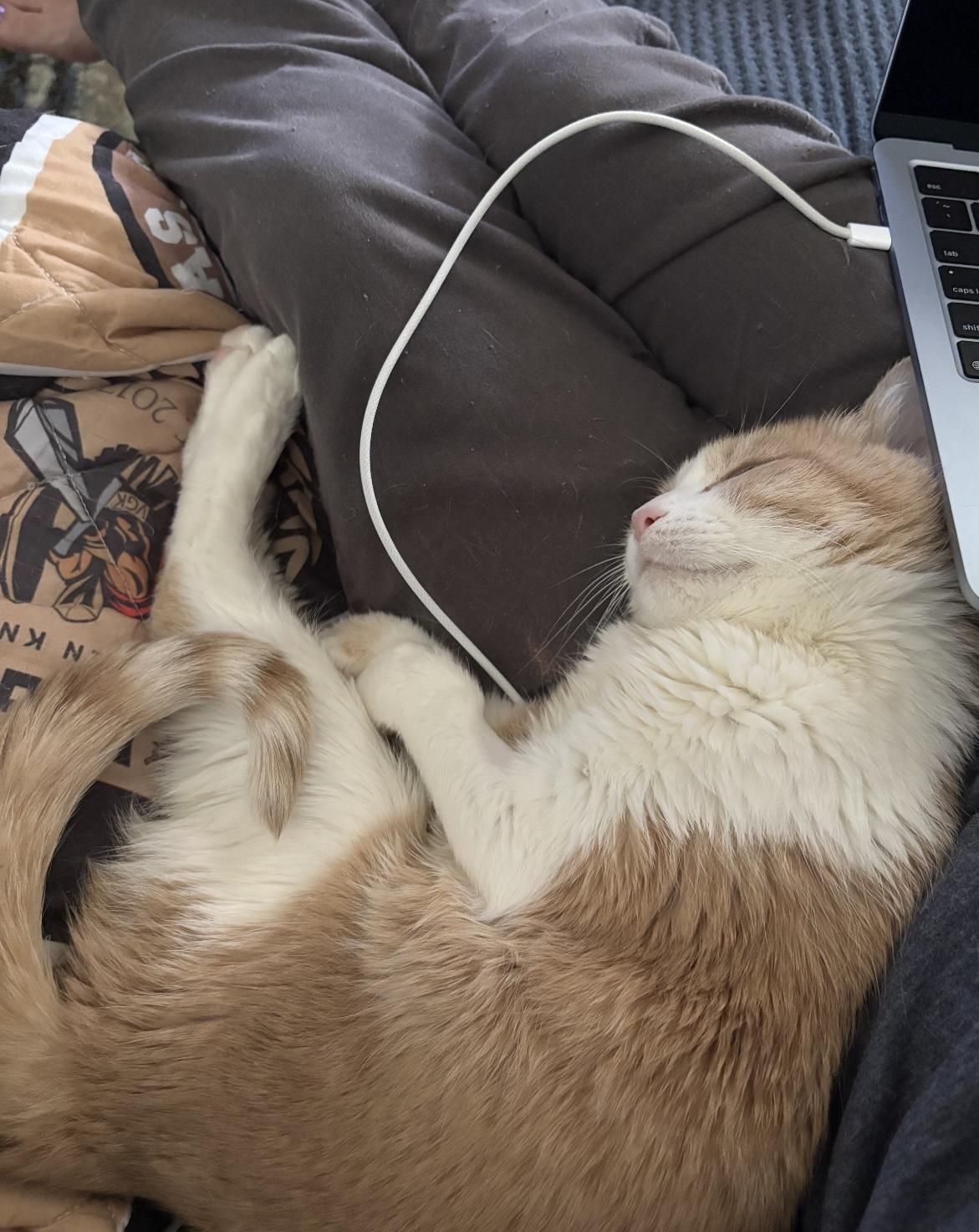 Enlarge Ginger, a Adoptable mixed breed in Las Vegas, NV image 6/6