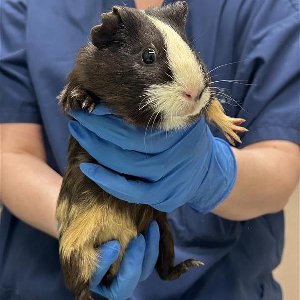 Enlarge Unknown, a Adoptable Guinea Pig in Tacoma, WA image 1/1