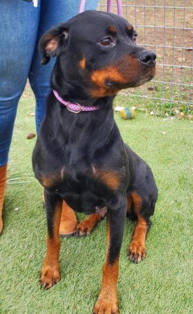 Enlarge STELLA, a Adoptable Rottweiler in Oswego, IL image 1/3