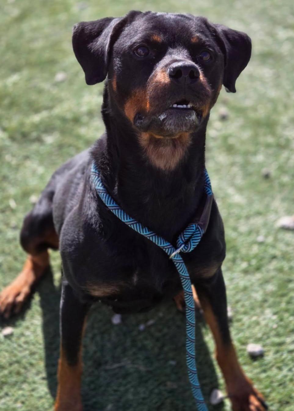 Enlarge STELLA, a Adoptable Rottweiler in Oswego, IL image 2/3