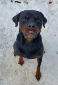 STELLA, Adoptable, Adult Female Rottweiler.