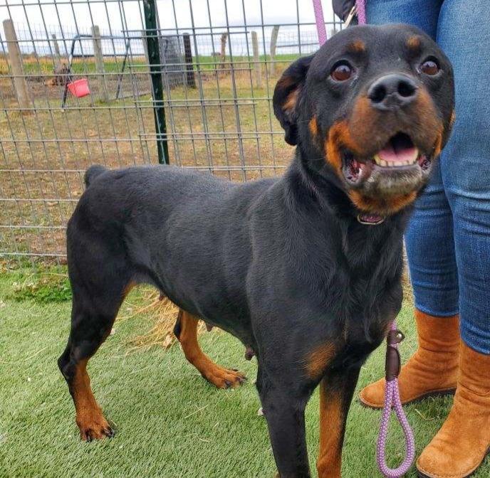 Enlarge STELLA, a Adoptable Rottweiler in Oswego, IL image 3/3