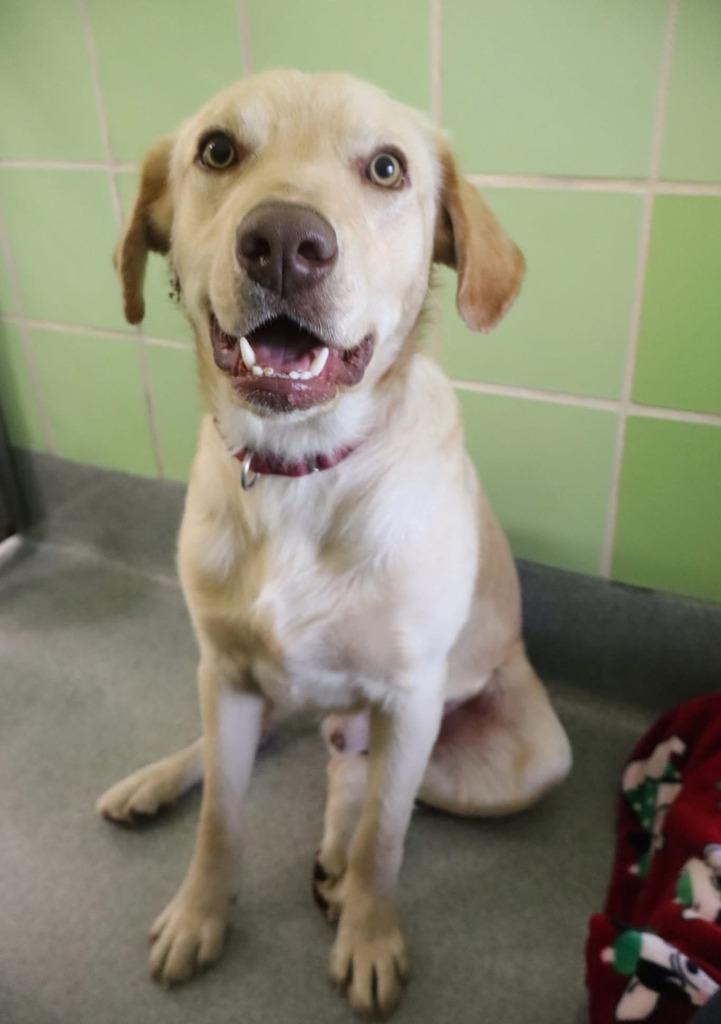 Enlarge Manny, a Adopted mixed breed in Blountville, TN image 1/1