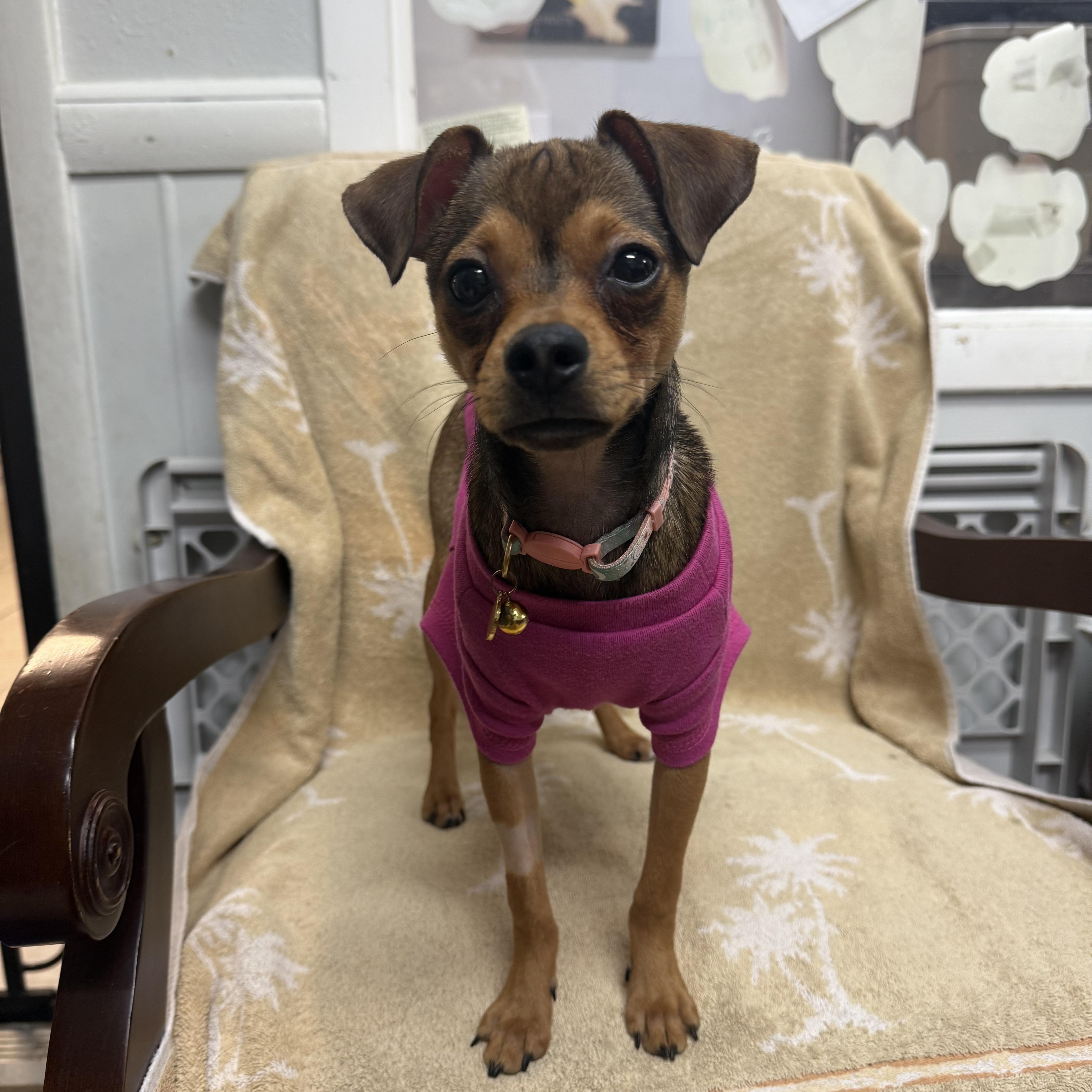Enlarge Faith, an adopted Chihuahua in Hendersonville, TN image 1/1