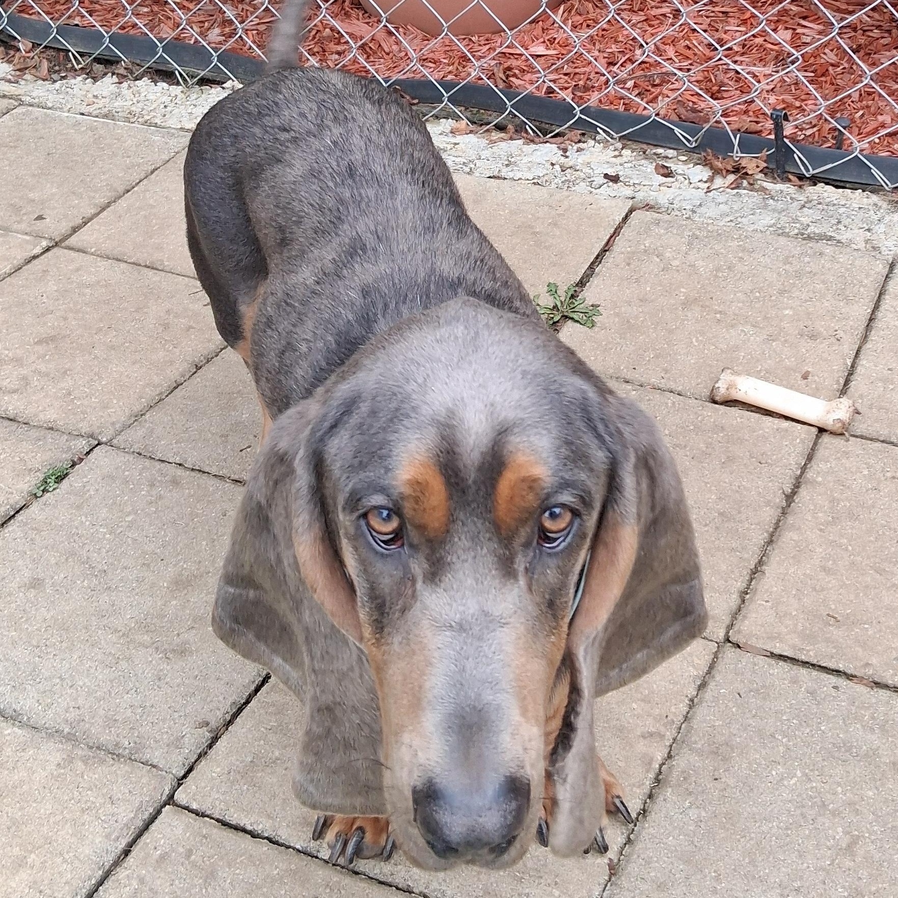 Enlarge Monty, a Adopted Basset Hound in Knoxville, TN image 3/3
