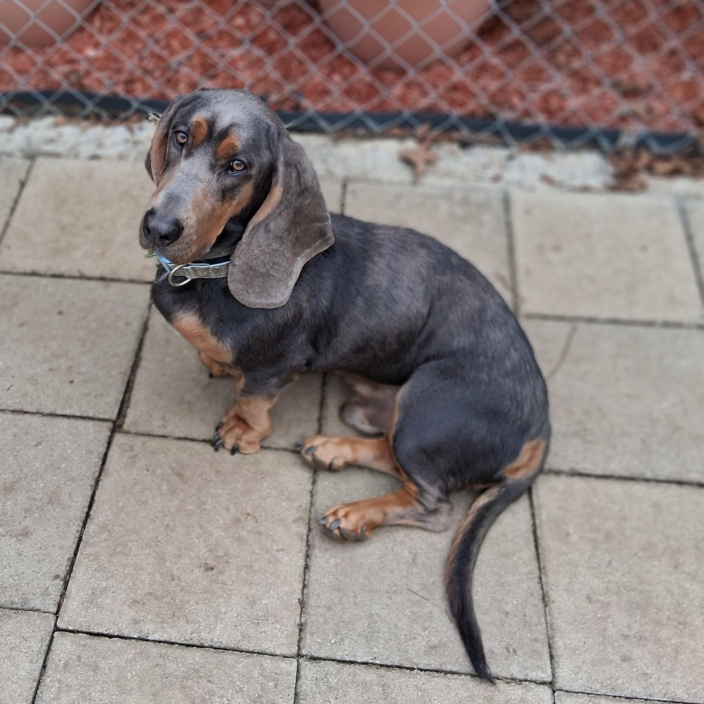 Enlarge Monty, a Adopted Basset Hound in Knoxville, TN image 2/3