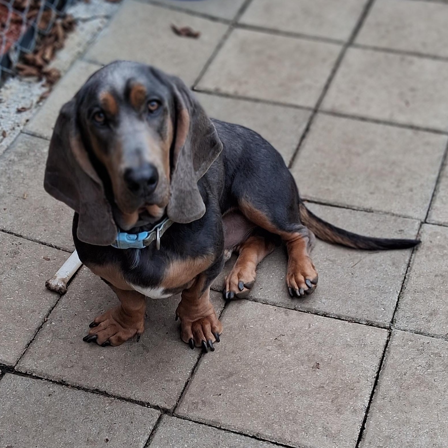 Enlarge Monty, a Adopted Basset Hound in Knoxville, TN image 1/3